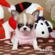 <b>吉娃娃的饲养方法</b>