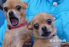 <b>小心狗狗“过分”美容后会自卑</b>