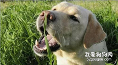 <b>狗狗为什么会喜欢吃草？</b>