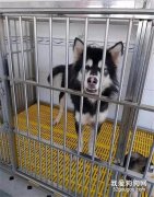 <b>狗子为了出门玩，居然从四楼跳下，主人：心脏不好千万别养这狗！</b>