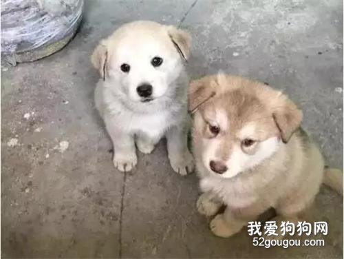 <b>二哈被田园犬搞大了肚子，生出来的宝宝竟然....</b>