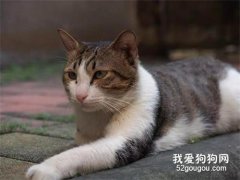 <b>猫咪长跳蚤怎么办？三步骤让你彻底除蚤</b>