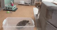 <b>主人新养了只刺猬，猫看着很不爽，冲过去打了两下，立马怂了！</b>