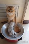主人在大猫面前放了个锅和铲子，还把它的崽放了上去，笑屎了！