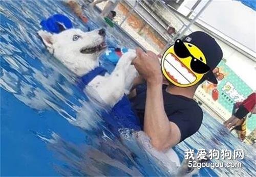 <b>混血二哈一碰到水就石化，还紧紧抓着主人的手，呆滞望天空，笑喷了！</b>