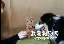 <b>边牧到底有多聪明？玩游戏还以为时间静止了！</b>