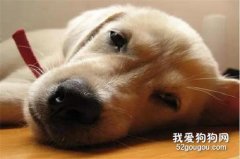 狗狗得了犬瘟如何护理和治疗？