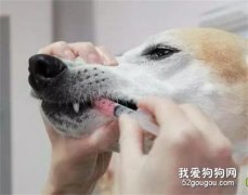 狗狗误食了洋葱怎么办？