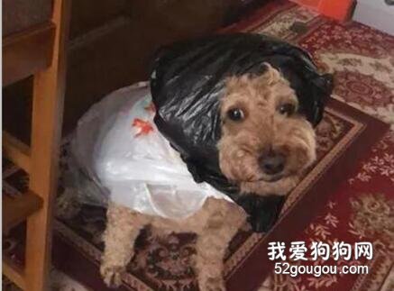 <b>姥姥怕狗狗出门淋到雨，于是想了这个办法，狗狗差点没认出自己！</b>