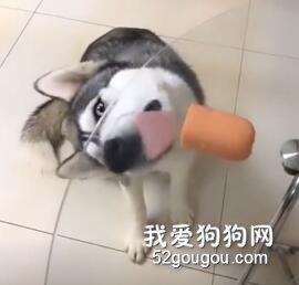 <b>怎么从吃东西上分辨出哈士奇和二哈？</b>