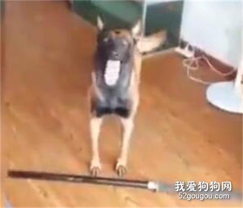 <b>金毛听主人说要杀了马犬，立马转身拿来了刀....</b>