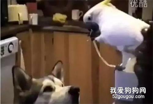 <b>这只二哈成精了，竟然指挥鹦鹉偷面条给自己吃...</b>