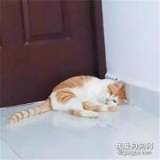 <b>猫咪在墙角乖乖待了2小时不动，感到奇怪的铲屎官把猫拉开一看...</b>