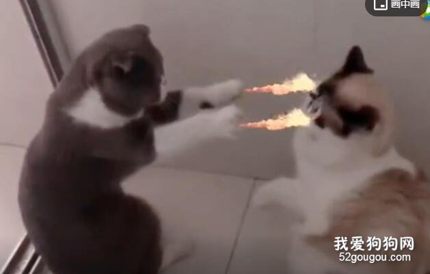 <b>当给猫咪加上特效后，实在是太可爱了！</b>
