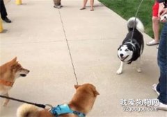 <b>哈士奇挑战柴犬，一言不合就打了起来，战五渣真是名不虚传</b>