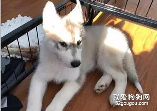 <b>这也许是只最“胆小”二哈了，连拆家都不敢....</b>