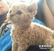 <b>网友养了只小猫，但是你确定这不是泰迪转世吗？</b>