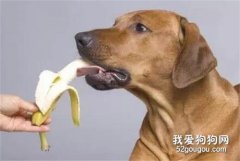 <b>夏天请不要再给狗子吃这些水果了，迟早要了它的命....</b>