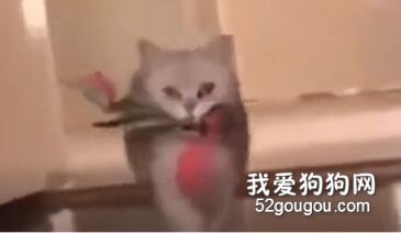 <b>为什么要这样对我，我出去赚小鱼干是为了谁！？</b>