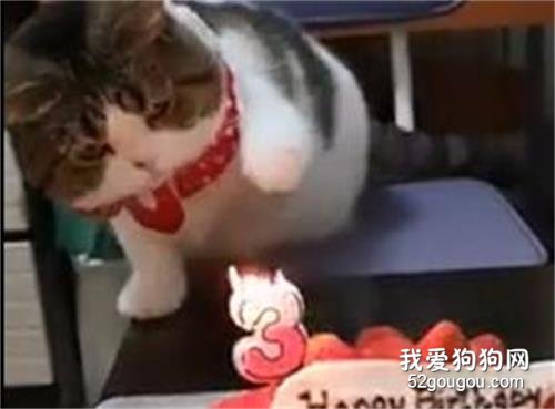 <b>给喵星人过生日，也不知道许愿没有……</b>