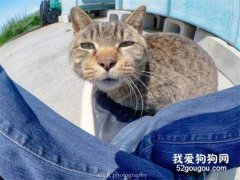 <b>这猫发现有人在拍自己，于是慢慢把脸凑近镜头的画面，太逗了！</b>