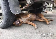 <b>狗狗“碰瓷”出意外，惨遭车祸？</b>