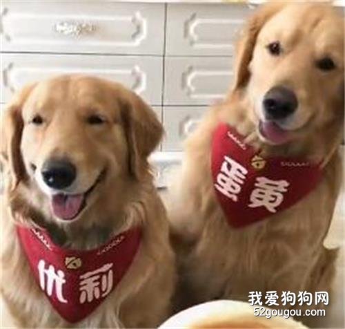 <b>金毛慷慨让饼给同伴吃，原因竟然是.....</b>