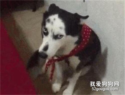 <b>二哈长得像奶牛？看到这发型，网友笑喷了..</b>