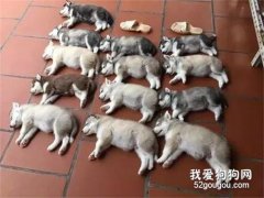 <b>哈士奇一窝生了13只娃，可看到这些小奶狗后网友全笑喷了...</b>