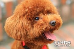 怎么挑选贵宾幼犬 这几招教你选狗狗