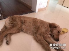 狗狗冠状病毒的症状和治疗