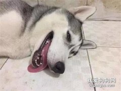 <b>50出售哈士奇，看过照片后纷纷摇头...好惨！</b>