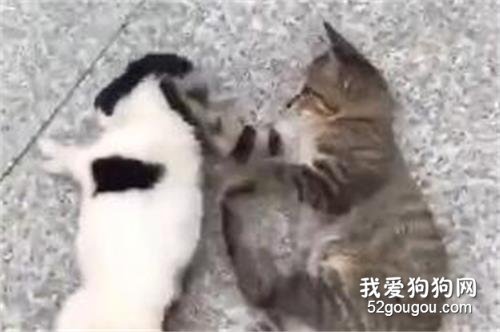 <b>猫和狗子开启冷战模式，像极了小两口吵架！</b>
