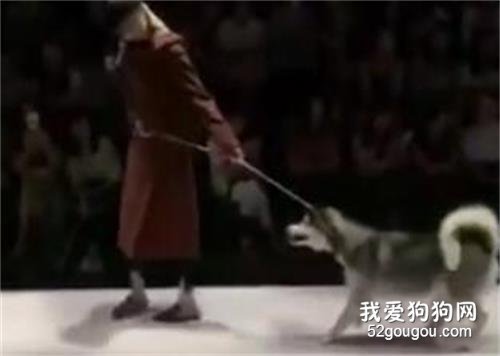 <b>模特走红毯时，带上了二哈，结果走一半，二哈反悔了...哈哈！</b>