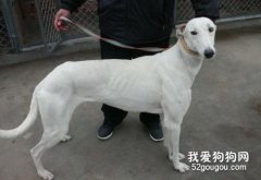 格力犬饲养指南