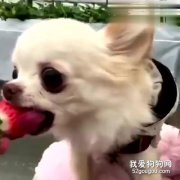吉娃娃能吃哪些水果 这些水果吃了有好处