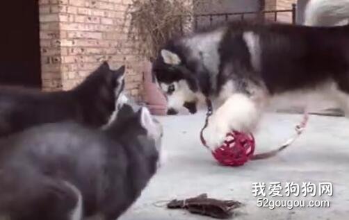 <b>谁都不能跟本汪抢玩具，亲生儿子也不行...</b>
