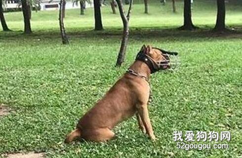 <b>主人带狗一进公园，结果人全部跑光，只留下它在原地傻笑，好心疼！</b>