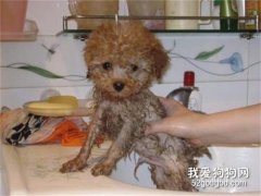 贵宾犬怎么洗澡 教你给狗狗洗澡