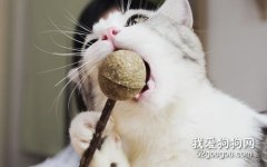 <b>猫咪非常喜欢的猫薄荷有危害吗？</b>