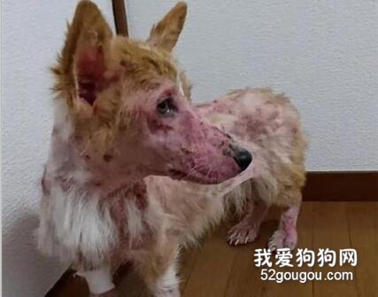 <b>领养了一只秃光了的无毛狗，十个月后它化身甜美柯基！</b>