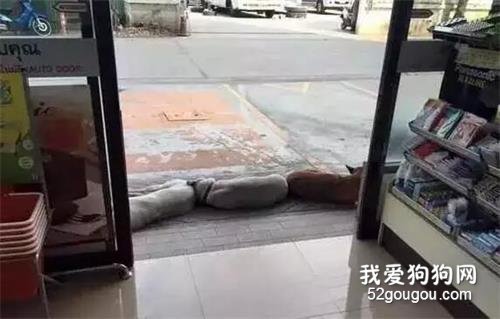 <b>流浪狗太热跑到奶茶店避暑，店主居然....</b>
