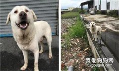 <b>狗狗独守废弃工厂一个月，主人走了，却惟独留下它……</b>