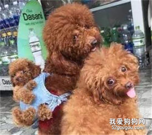 <b>小哥为了带泰迪一家三口出门玩，这脑洞可以的....</b>