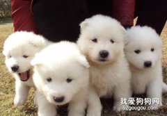 <b>萨摩耶幼犬喂养指南</b>