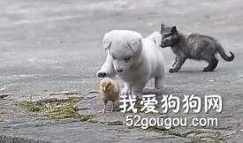 狗狗的幸福很简单！看着看着就被治愈啦！