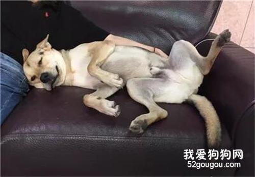 <b>这“小三”故意抛媚眼、挤事业线勾引其它狗主人……</b>