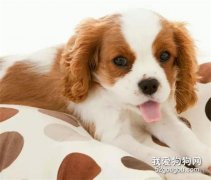 <b>狗狗常见皮肤病症状与治疗</b>