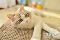 <b>小猫刚接回家要注意什么 小猫喂养护理全攻略</b>