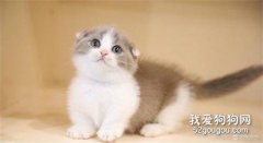 猫咪脂肪肝的症状和治疗